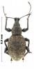 Otiorhynchus turca